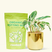 A bag of Organic Potting Mix to the left of a String of Hearts in a gold cylinder ceramic pot.