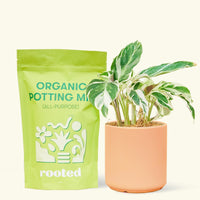 A bag of Organic Potting Mix to the left of a String of Hearts in a peach cylinder ceramic pot.