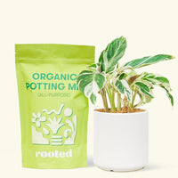 A bag of Organic Potting Mix to the left of a String of Hearts in a white cylinder ceramic pot.
