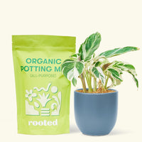 A bag of Organic Potting Mix to the left of a String of Hearts in a indigo rounded ceramic pot.