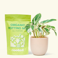 A bag of Organic Potting Mix to the left of a String of Hearts in a pink rounded ceramic pot.