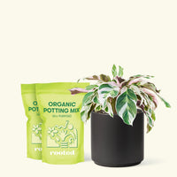 Calathea 'Fusion White', Medium