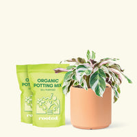 Calathea 'Fusion White', Medium