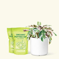 Calathea 'Fusion White', Medium