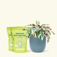 Calathea 'Fusion White', Medium