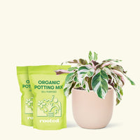 Calathea 'Fusion White', Medium