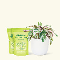 Calathea 'Fusion White', Medium