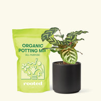 Small Peacock Calathea (Calathea makoyana) in a black cylinder pot and a bag of soil.