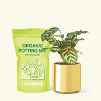 Small Peacock Calathea (Calathea makoyana) in a gold cylinder pot and a bag of soil.