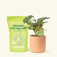 Small Peacock Calathea (Calathea makoyana) in a peach cylinder pot and a bag of soil.