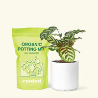 Small Peacock Calathea (Calathea makoyana) in a white cylinder pot and a bag of soil.