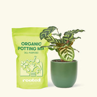 Small Peacock Calathea (Calathea makoyana) in a green rounded pot and a bag of soil.