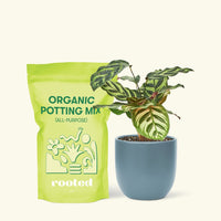 Small Peacock Calathea (Calathea makoyana) in a indigo rounded pot and a bag of soil.