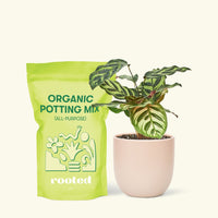 Small Peacock Calathea (Calathea makoyana) in a pink rounded pot and a bag of soil.