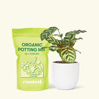 Small Peacock Calathea (Calathea makoyana) in a white rounded pot and a bag of soil.