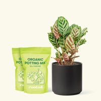 Medium Peacock Plant (Calathea makoyana) in a black cylinder pot and two bag of soil.