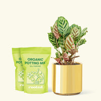 Medium Peacock Plant (Calathea makoyana) in a gold cylinder pot and two bag of soil.