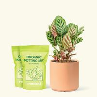 Medium Peacock Plant (Calathea makoyana) in a peach cylinder pot and two bag of soil.