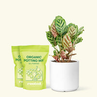 Medium Peacock Plant (Calathea makoyana) in a white cylinder pot and two bag of soil.