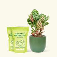 Medium Peacock Plant (Calathea makoyana) in a green rounded pot and two bag of soil.