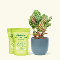 Medium Peacock Plant (Calathea makoyana) in a indigo rounded pot and two bag of soil.