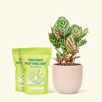 Medium Peacock Plant (Calathea makoyana) in a pink rounded pot and two bag of soil.