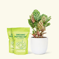 Medium Peacock Plant (Calathea makoyana) in a white rounded pot and two bag of soil.