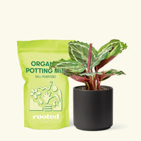Small Calathea 'Medallion' in a black cylinder pot and a bag of soil.
