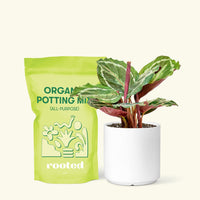 Small Calathea 'Medallion' in a white cylinder pot and a bag of soil.