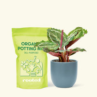 Small Calathea 'Medallion' in an indigo round pot and a bag of soil.