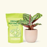Small Calathea 'Medallion' in a pink round pot and a bag of soil.