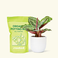 Small Calathea 'Medallion' in a white round pot and a bag of soil.