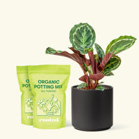 Medium Calathea 'Medallion' in a black cylinder pot and 2 bags of soil.