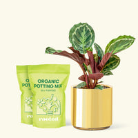Medium Calathea 'Medallion' in a gold cylinder pot and 2 bags of soil.