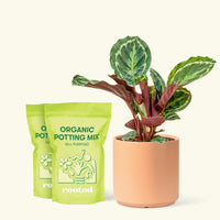 Medium Calathea 'Medallion' in a peach cylinder pot and 2 bags of soil.