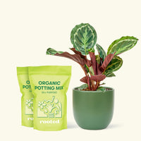 Medium Calathea 'Medallion' in a green round pot and 2 bags of soil.