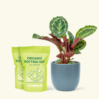 Medium Calathea 'Medallion' in a indigo round pot and 2 bags of soil.