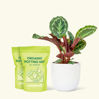 Medium Calathea 'Medallion' in a white round pot and 2 bags of soil.
