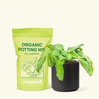 Small Calathea Musaica in a black cylinder pot and a bag of soil.
