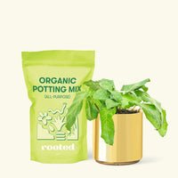 Small Calathea Musaica in a gold cylinder pot and a bag of soil.