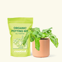 Small Calathea Musaica in a peach cylinder pot and a bag of soil.
