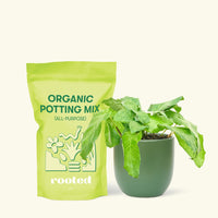 Small Calathea Musaica in a green round pot and a bag of soil.