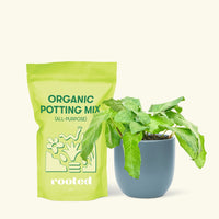 Small Calathea Musaica in a indigo round pot and a bag of soil.