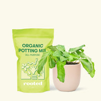 Small Calathea Musaica in a pink round pot and a bag of soil.