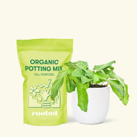 Small Calathea Musaicad in a white round pot and a bag of soil.