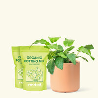 Medium Calathea musaica (Goeppertia kegeljanii) in a peach cylinder pot and 2 bags of soil.