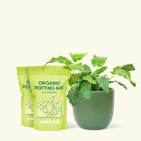 Medium Calathea musaica (Goeppertia kegeljanii) in a green rounded pot and 2 bags of soil.