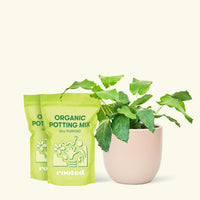 Medium Calathea musaica (Goeppertia kegeljanii) in a pink rounded pot and 2 bags of soil.