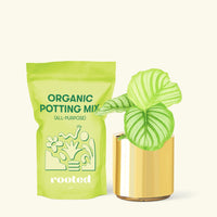 Small Orbit Peacock Plant (Calathea orbifolia) in a gold cylinder pot and a bag of soil.