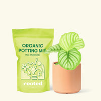 Small Orbit Peacock Plant (Calathea orbifolia) in a peach cylinder pot and a bag of soil.